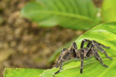 yeşil yaprak örümcek tarantula. böcek örümcek yakın. Makro