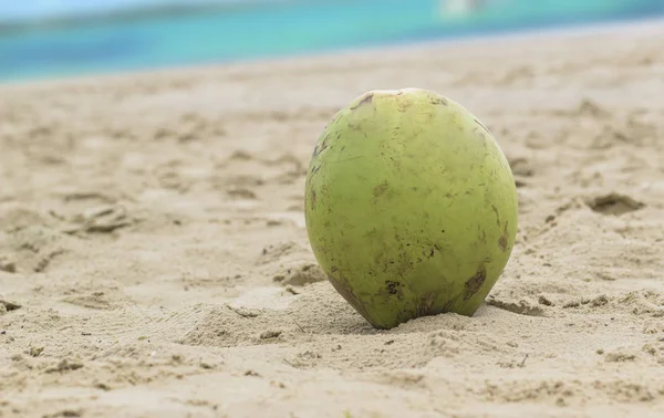 Zielony świeży kokos na piasku. Tle tropikalnej plaży. — Zdjęcie stockowe
