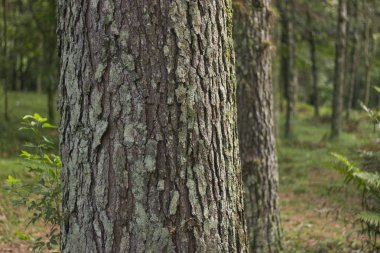 Ağaç gövde portre. Ağaç kabuğu. Ahşap arka plan