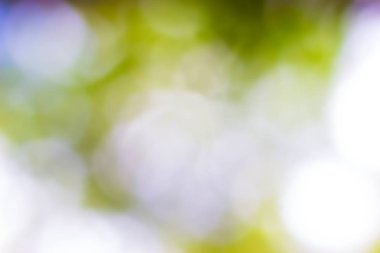 Doğa yeşil doku arka plan. Yeşil arka plan bulanıklık. Açık bokeh soyut.