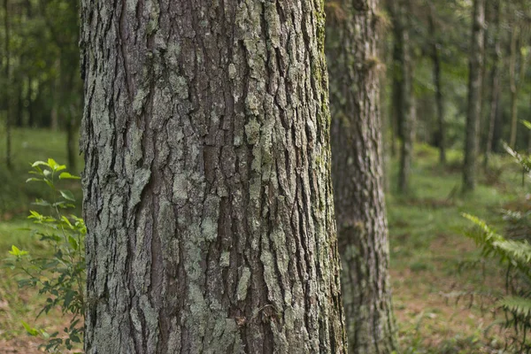 Ağaç gövde portre. Ağaç kabuğu. Ahşap arka plan
