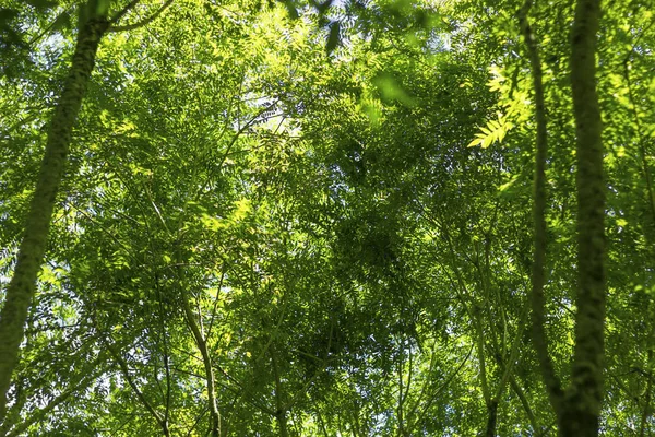 Doğa yeşil doku arka plan. Yeşil arka plan bulanıklık. Açık bokeh soyut.