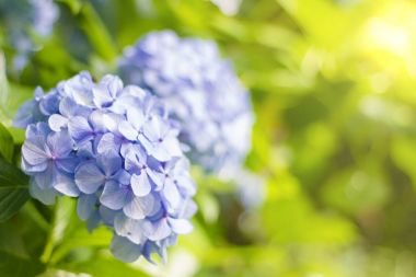 HORTENSIA çiçek, ortanca çiçek, arka plan.