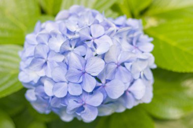 HORTENSIA çiçek, ortanca çiçek, arka plan.