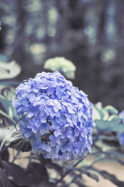 HORTENSIA çiçek, ortanca çiçek, arka plan.