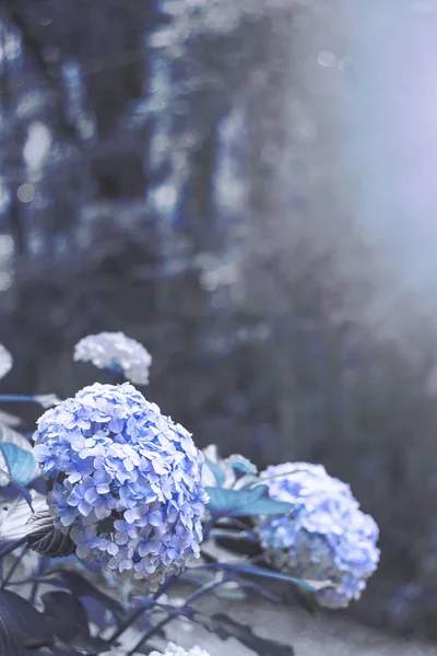 HORTENSIA çiçek, ortanca çiçek, arka plan.