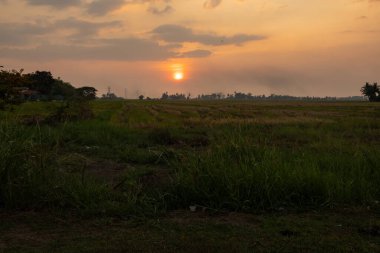 Malezya 'nın Kedah kentindeki Paddy Field' da Manzaralı Gün Batımı