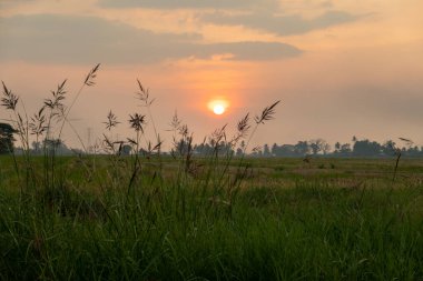 Malezya 'nın Kedah kentindeki Paddy Field' da Manzaralı Gün Batımı
