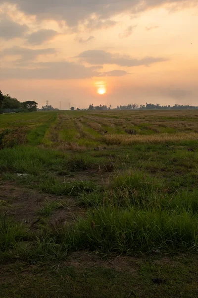 Pôr Sol Cênico Paddy Field Kedah Malásia — Fotografia de Stock
