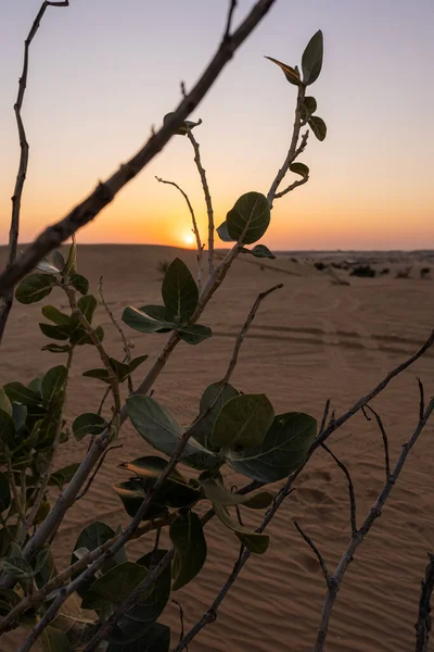 Landschaftliche Landschaften Der Wüste Von Dubai Bei Sonnenuntergang — Stockfoto