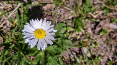 Bahçede beyaz bir çiçek