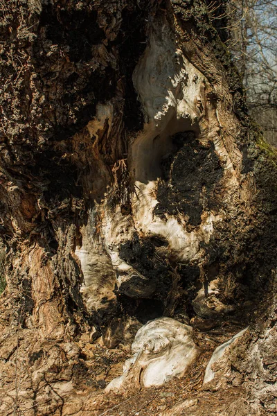 木の中の犬の頭 — ストック写真