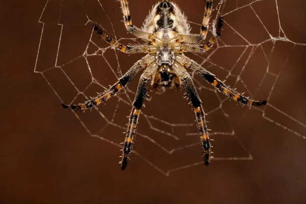 Nahaufnahme Des Spinnenbauchs Beim Weben Eines Spinnennetzes — Stockfoto