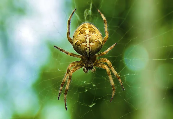 一只巨大的蜘蛛挂在森林里的蜘蛛网上 免版税图库照片