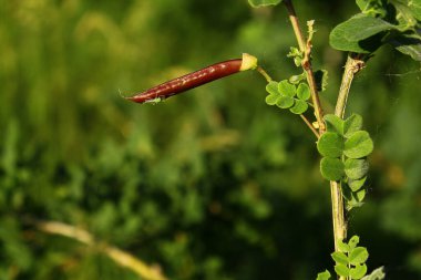 Bir sap bitkisi. Makro