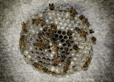 Aspen kovanı. Çizgili. Hayvan Dünyası