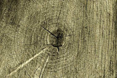 Yıllık ağaç halkaları. Ahşap doku