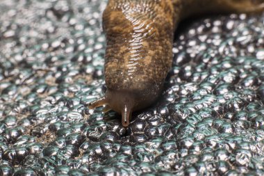 Islak sümüklü böcek. Kabuksuz salyangoz