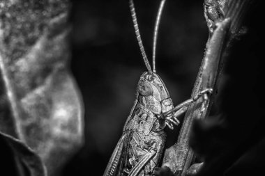 Çekirge makro fotoğrafçılıkta bitkileri yer.