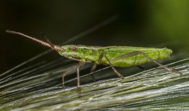 Yeşil böcek. Makro. Hayvan gezegeni.