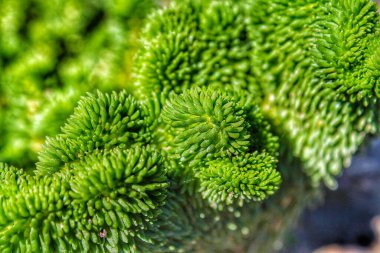 Yeşil bitki, manzara tasarımı. Makro