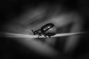 Böcek. Hamilelik böceği. Makro boyutta hayvan