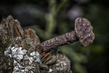 Eski tırnak dokuları. Paslı çivi ve çürük ağaç