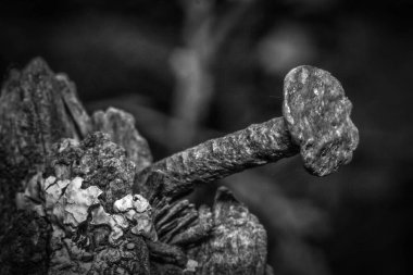 Eski tırnak dokuları. Paslı çivi ve çürük ağaç