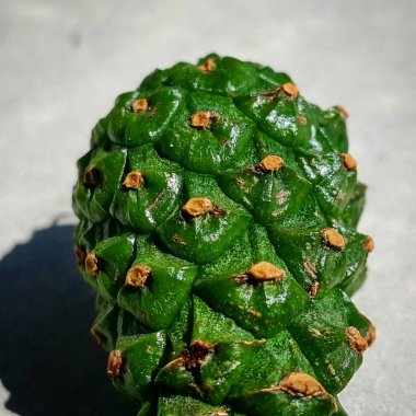 Çam kozalakları. Makro. Yeşil gezegen