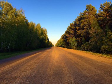 Yol. Orman. Otoyol. Parça