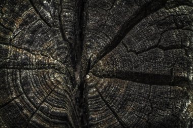 Eski ahşap dokusu. Yıllık halka ağaçları.