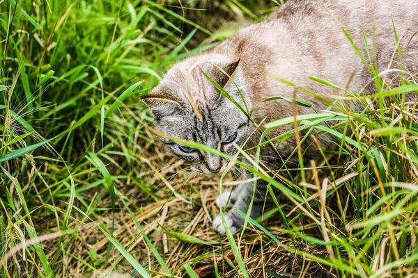 Gatto Razza Tailandese Sulla Natura Sfondo Verde Sfocato Posteriore — Foto Stock