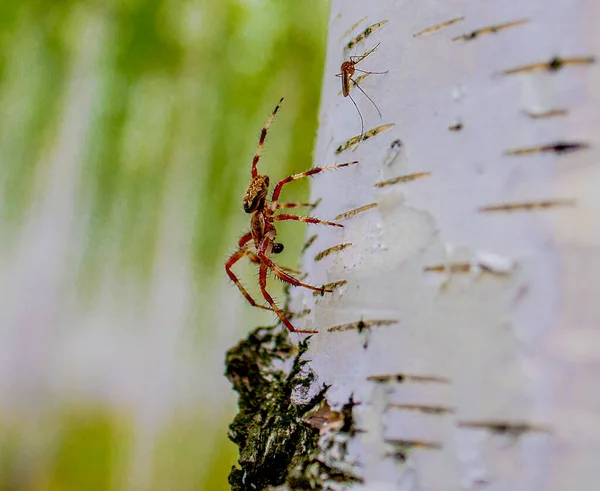 Pavouk Stromě Vedle Komára — Stock fotografie