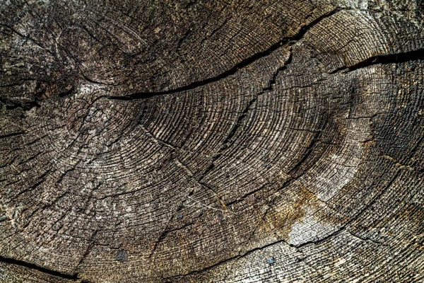 Annual rings of a tree in a slice. The texture of the old wood.