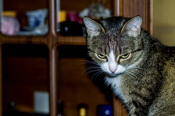 Vacker Och Graciös Katt — Stockfoto