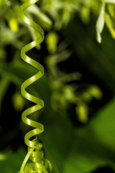 Christmas card. Spiral green plant