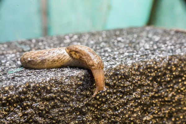 Creeping Wet Slug Snail Shell — Stock Photo, Image