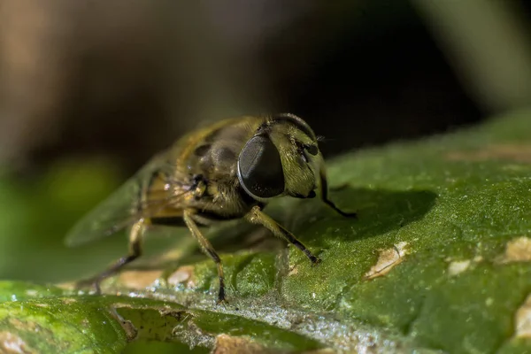 Les Yeux Une Abeille Macro Photographie — Photo