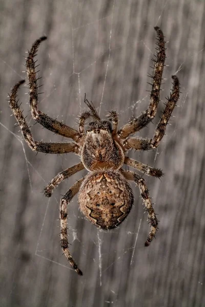 Araignée Poilue Tisse Une Toile Les Yeux Araignée — Photo