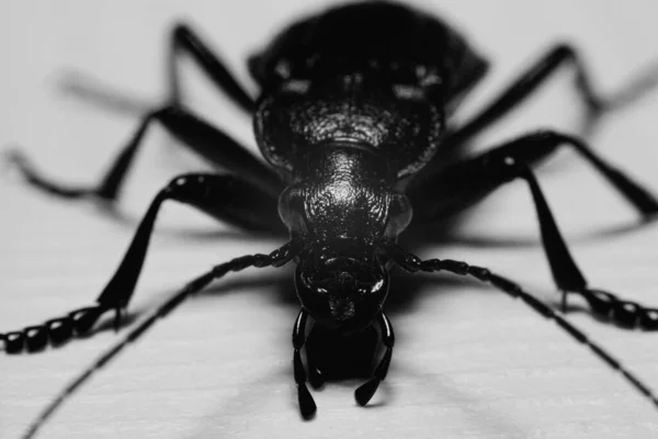 Escarabajo Insecto Armadillo Super Macro — Foto de Stock