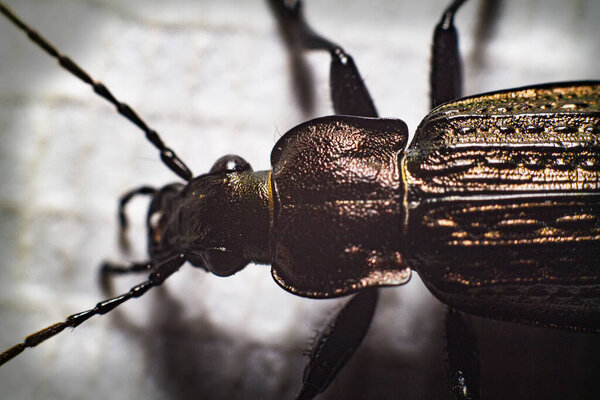 Insect beetle armadillo. Super macro