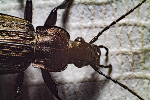 Insect beetle armadillo. Super macro