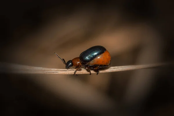 昆虫だ 妊娠中のビートル マクロの動物 — ストック写真