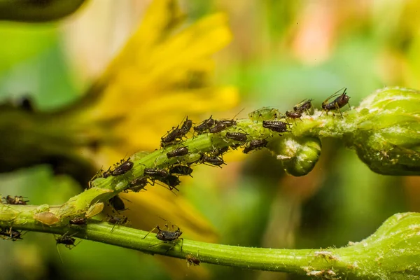 미생물의 곤충들 Macrophotography — 스톡 사진