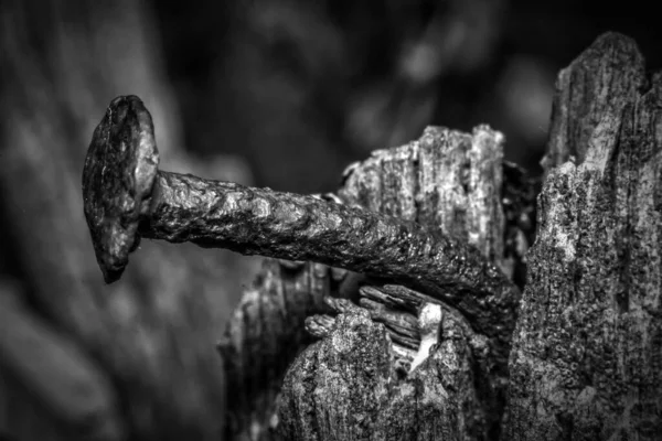 Old nail textures. Rusty nail and rotten tree