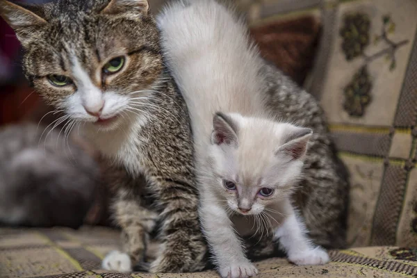 Animais Estimação Gatos Raça Tailandesa — Fotografia de Stock