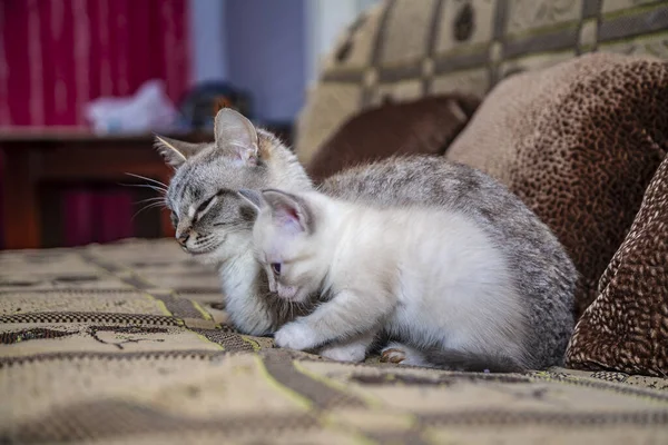 泰国品种的猫 — 图库照片