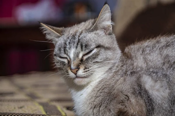 Animais Estimação Gatos Raça Tailandesa — Fotografia de Stock