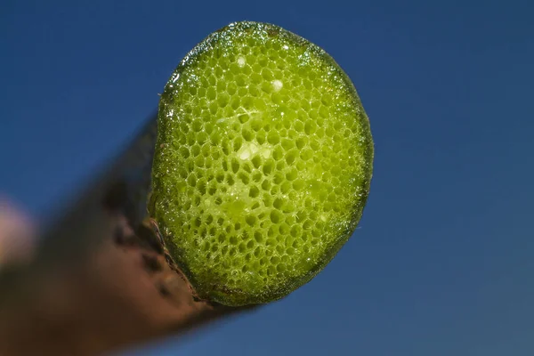 多孔質で質感のあるポッド 切り取られた植物 — ストック写真