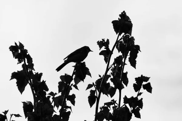 Silhouette Eines Vogels Auf Einem Baum — Stockfoto